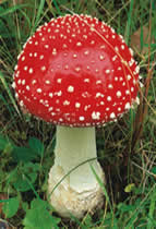 cogumelos alucinogenos